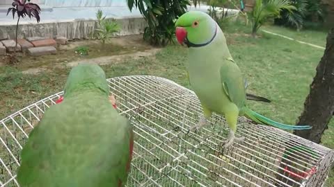 Amazing Parrot Videop2