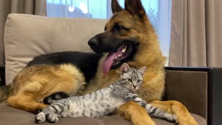 German Shepherd and Golden Retriever are Best Friends for Kitten