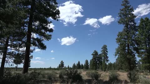 California clouds over pine woods time lapse