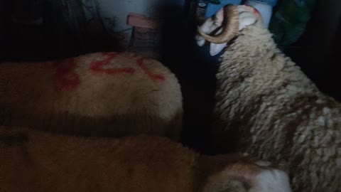 Feast rams