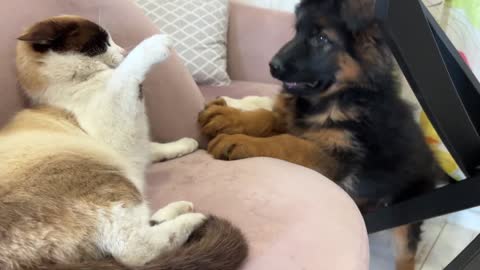 German Shepherd Puppy Demands Attention from Lazy Cat