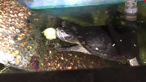 Frank the Turtle eats a brussel sprout