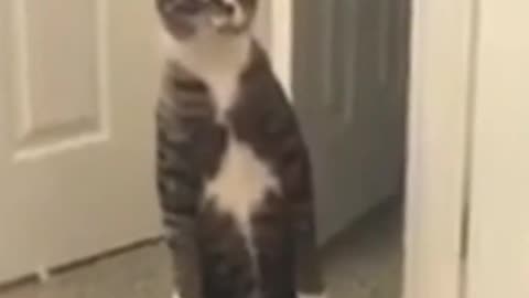 Cat is behaving like a Detective, very interesting clip.