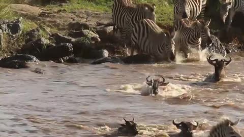 🐊 Crocodile Carnage: Wildebeest Mercilessly Ambushed in Brutal Showdown! 🦓"
