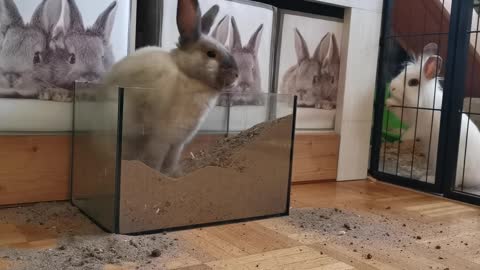 funny rabbit ♥