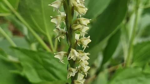 Wild Musk Orchid found at the farm! Nature is amazing