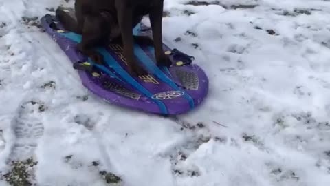 Dog skating with full attitude.