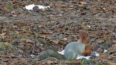 Video of cute squirrel and mouse eating nuts