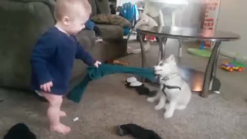 Funny baby and funny dog beautiful video