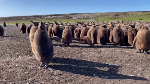 Penguins