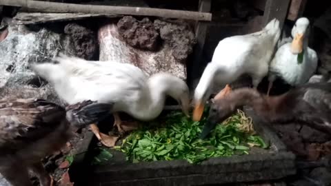 feed the ducks