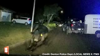 BULL ON THE LOOSE! Police Go on 3-Hour Chase to Capture Bull