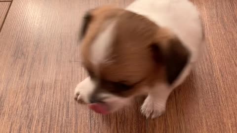 Puppy Surprised by its Own Sneeze