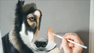 Realistic Wolf Drawing - Animal Art