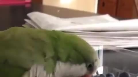 Bird turns out gitting angry at inanimate