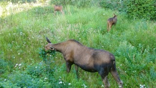 Momma Moose and Twin Calfs Interior Alaska