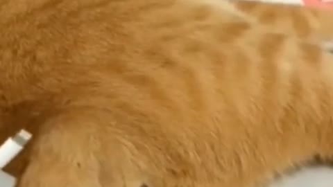 A Collection of Cute and Funny Cat Videos #3