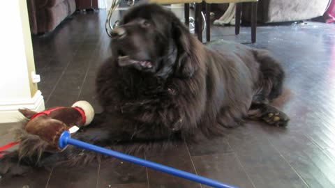 Guilty Newfoundland Ate A Cupcake, Wants His Owner To Let It Go