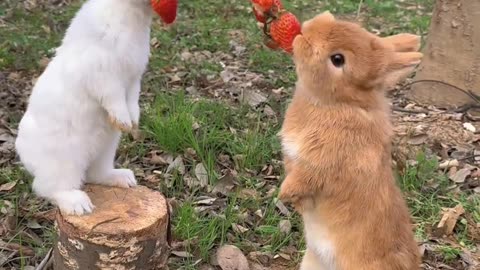 Make a strawberry tree for the little rabbit and have fun with the strawberry troubles