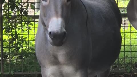 Cute donkey