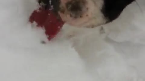 Dog's first time out in the snow