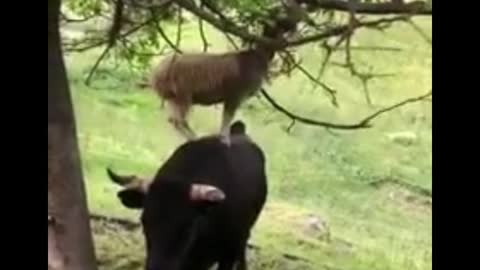 A Goat and a cow Funny Video shorts