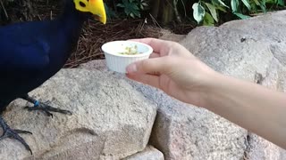 Feeding tropical bird 2