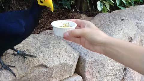 Feeding tropical bird 2