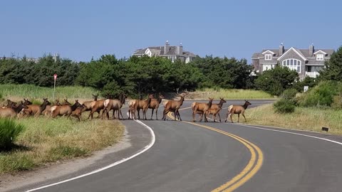 Elk Herd Crosses Beachfront Road