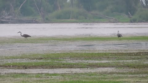 Great Blue Herons In a Shallow Lake Pepin