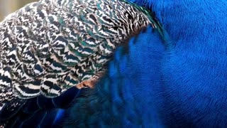 Glorious Plumage: The Peacock's Tale of Elegance and Symbolism