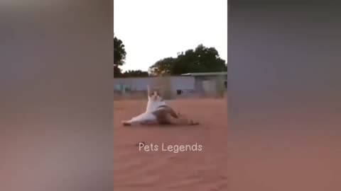 Legend pate 🐶🐕 funny video 📷