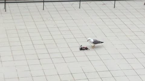 The Seagull and the Pigeon