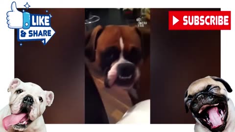 Funny Boxers