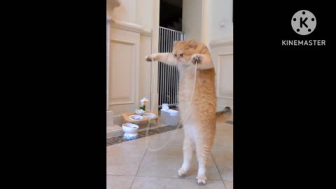 😻😻 PRITY CAT DANCE 😻😻.#viral.#trending.#cat