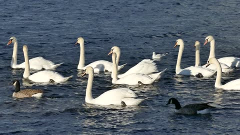 Swan Ducks Water White