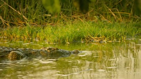 Crocodile attack