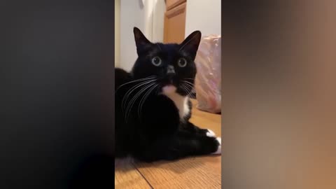 Cat got surprised and gives amazing expressions after listening another cat roaring | Animal Mode