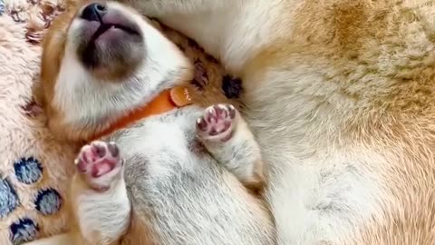 Beautiful moment for mom and puppy