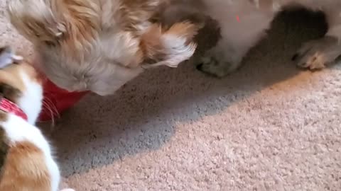 Dog Doesn't Share Ice Cream with Cat
