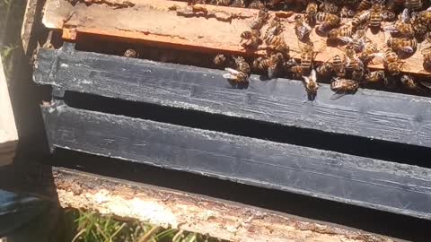 Inspection of bees 2022.bama bees