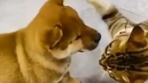 So funny cute ❤ dogs 🐶 and cats 🐱 part 20