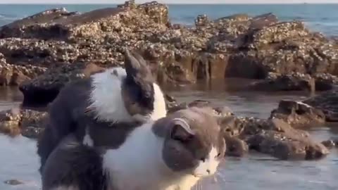 Sweetest Best of Friends Cat and Rabbit