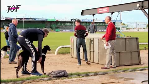 Ireland Greyhounds Racing - Track Race