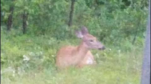 Wild Deer in yard
