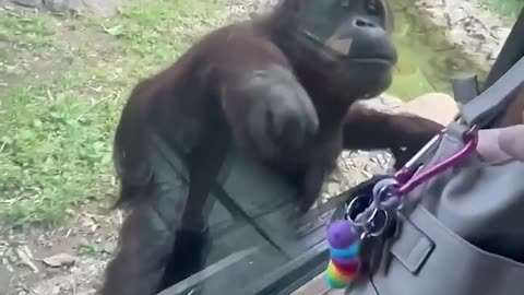 This orangutan takes snooping to a whole new level! 👀🦧 _ 🎥Collab #shorts #orangutan.
