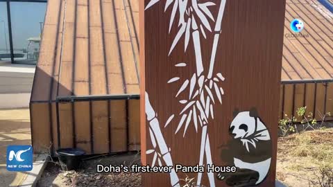 GLOBALink | Chinese giant pandas meet public in Doha's first Panda House ahead of World Cup