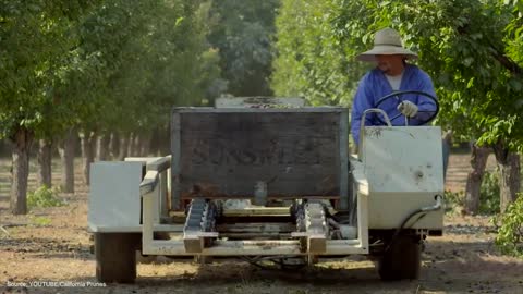 HARVESTING AND GARDENING PLUMS WITH MODERN AND FUTURE TECHNOLOGY