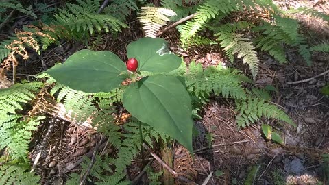 Painted Trillium