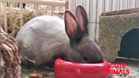 Funny and Cute Baby Bunny Rabbit Videos Baby Animal Video Compilation 2021_HD